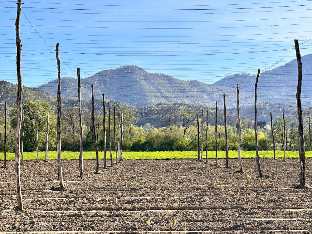 Brewing Gets a Sustainability Breakthrough | Abstrax Hops