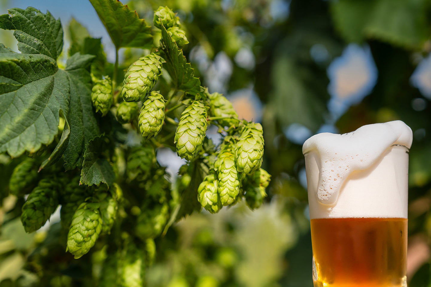 Abstrax Hops Simcoe