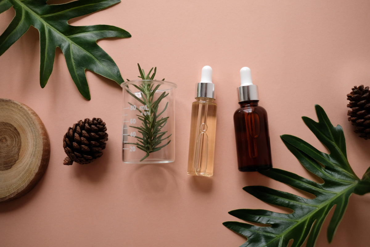 What Are the Main Functions of Terpenes?