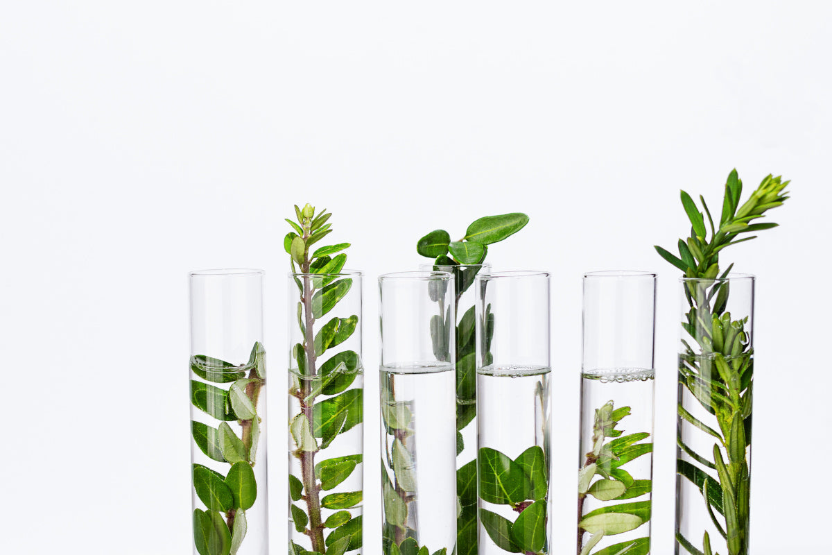 What Are the Benefits of Botanical Terpenes | Abstrax Hops