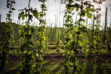 Are Hops Sustainable? | Abstrax Hops