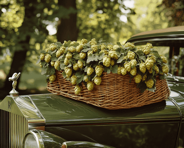 Get to Know Your Favorite Hop: Saaz | Blog | Abstrax