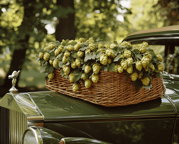 Get to Know Your Favorite Hop: Saaz | Blog | Abstrax