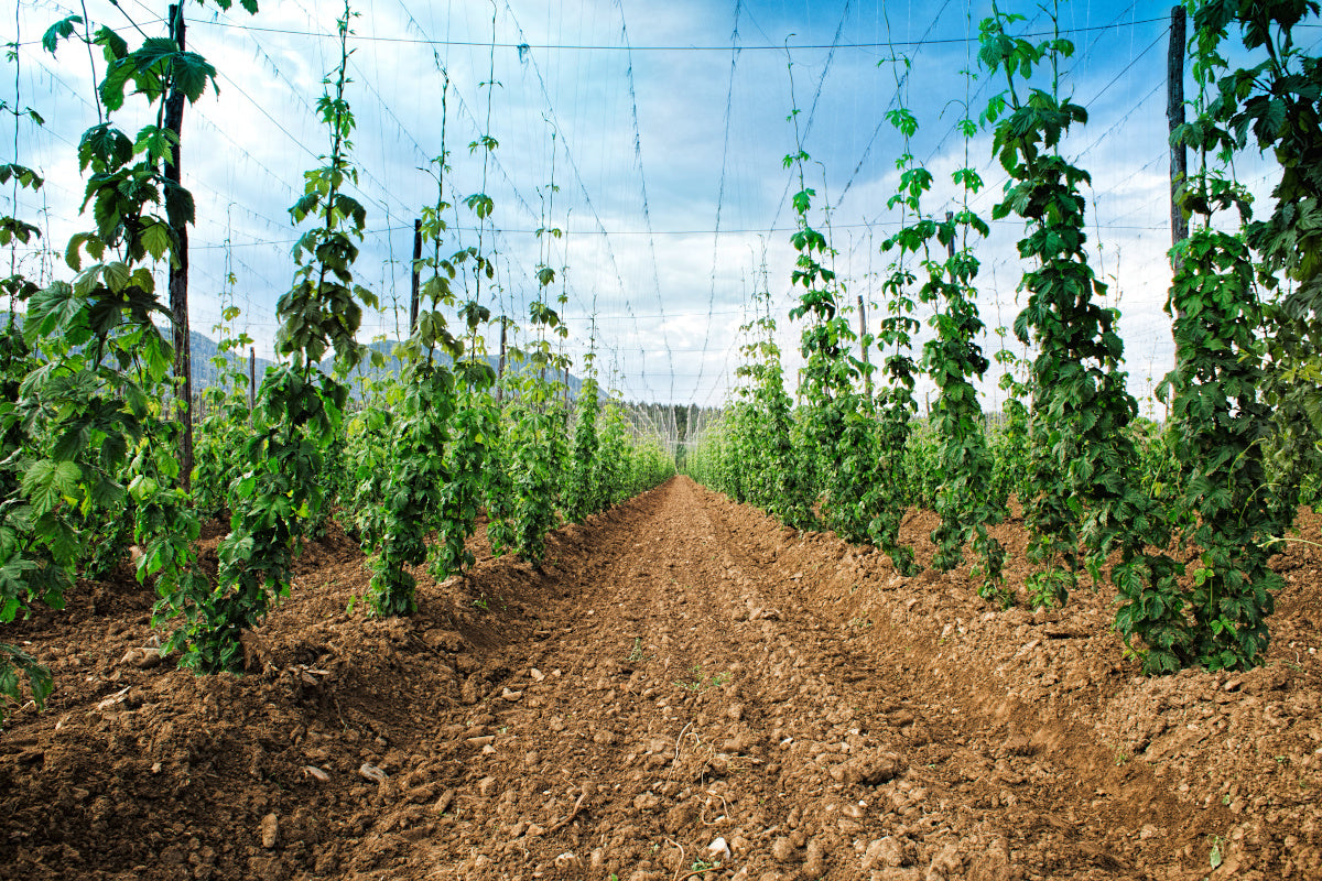 The Hop Graveyard: Preserving Aromatics with a Living Hop Record