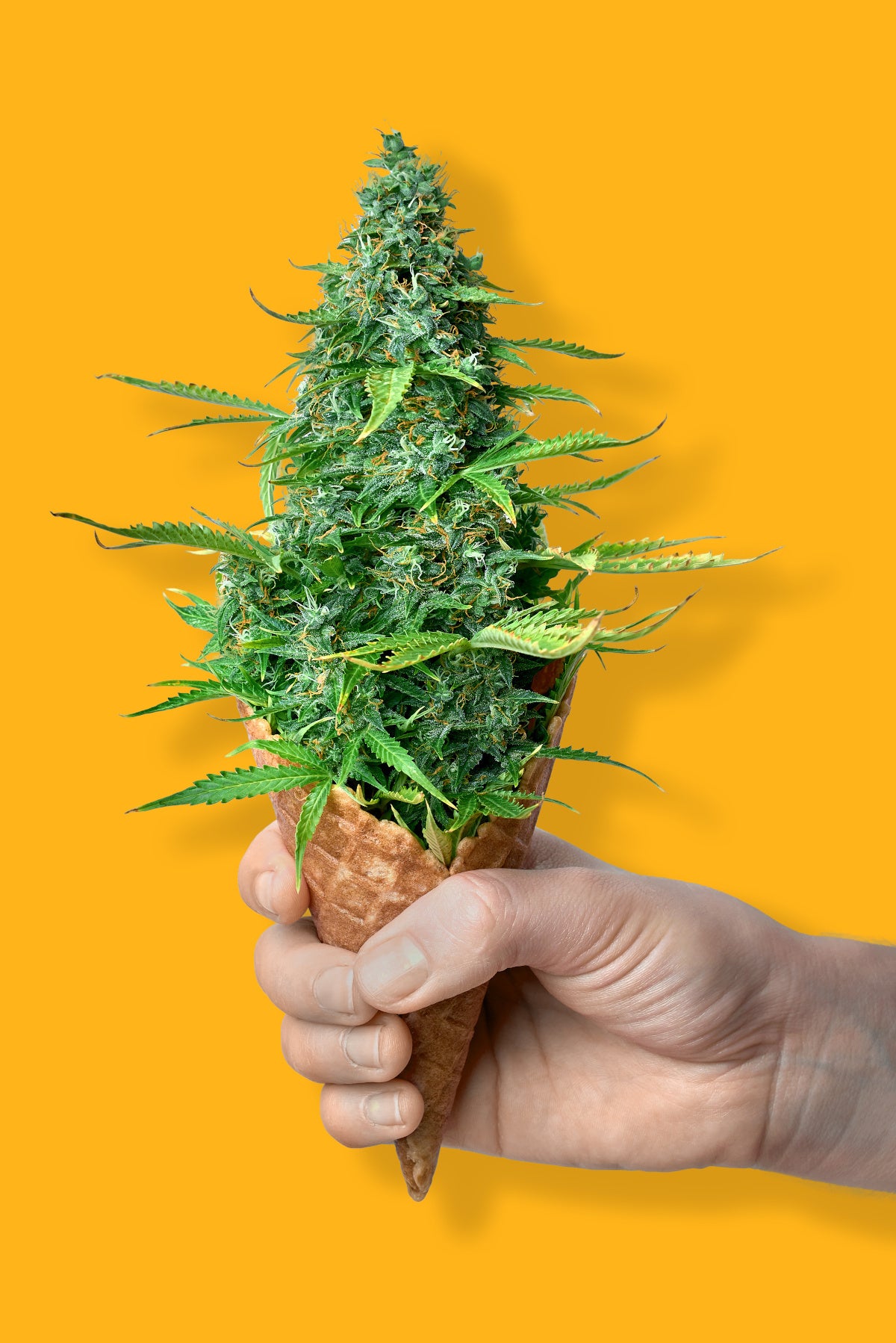 Celebrate National Ice Cream Day with Sweet Terpenes