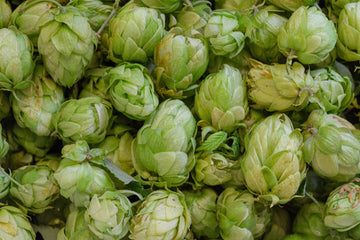Get to Know Your Favorite Hops | Citra | Abstrax Hops