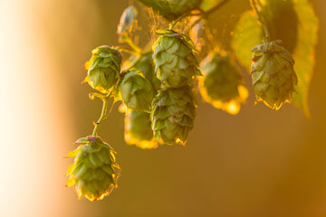 Why Is There A Centennial Hop Shortage? | Abstrax Hops
