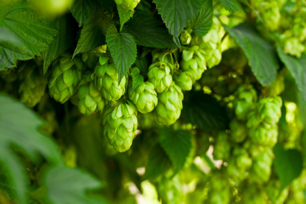 Get to Know Your Favorite Hop | Mosaic® | Blog | Abstrax Hops