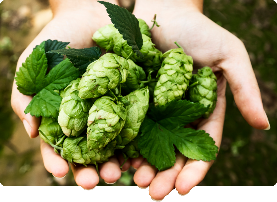 Zappa® Quantum Series Hop Extract | Abstrax Hops